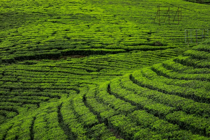 green grass field during daytime